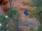 Bryce canyon blue bird