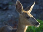 Bryce canyon deer