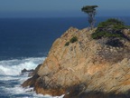 Point Lobos