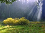 Sequoia Rays on the Meadow
