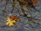 Sequoia leaves in a stream