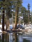 Sequoia winter lake with trees