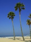 Venice Beach Palm Trees